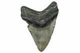 Fossil Megalodon Tooth - North Carolina #340882-2